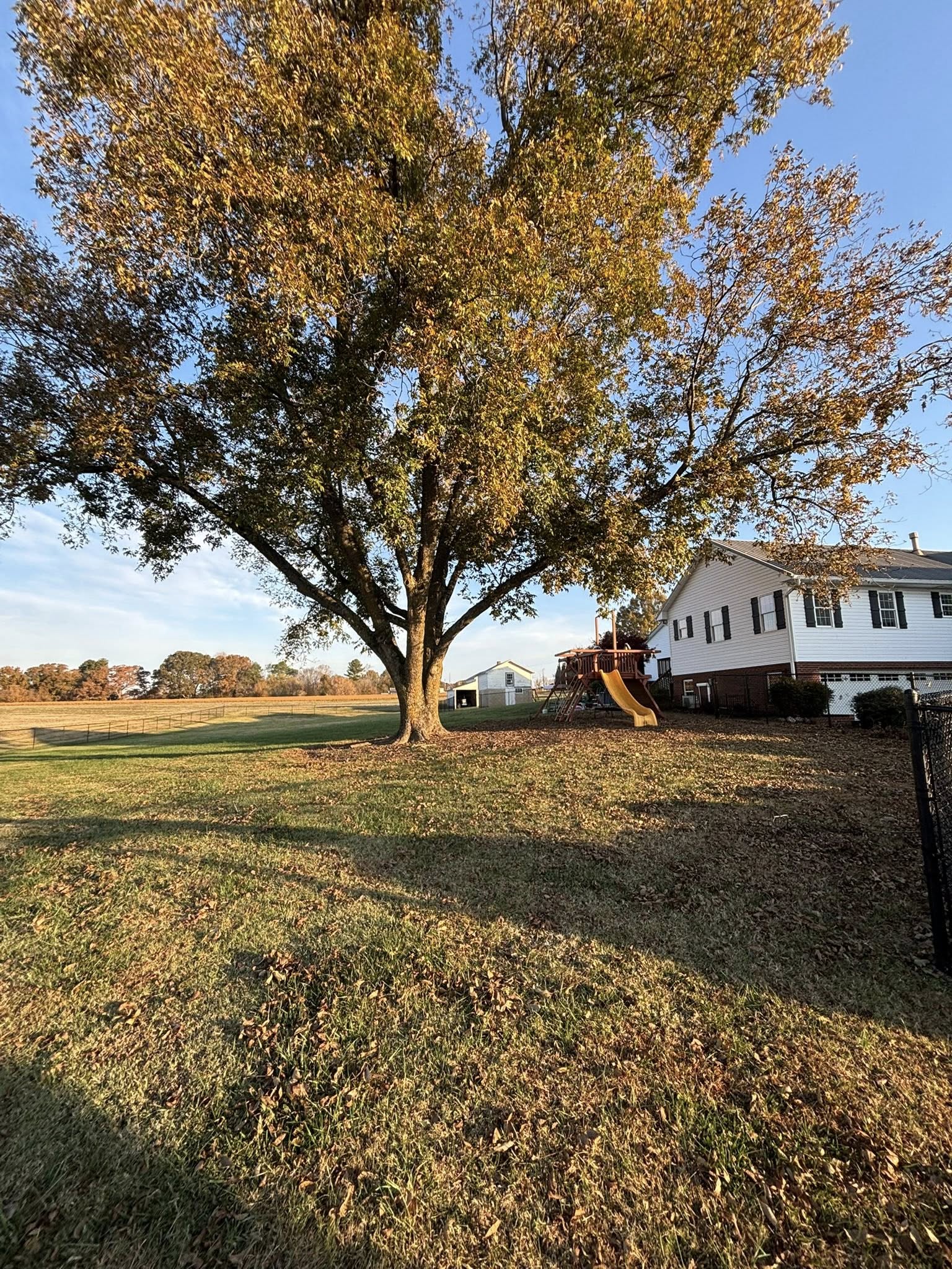 Tree Service - before